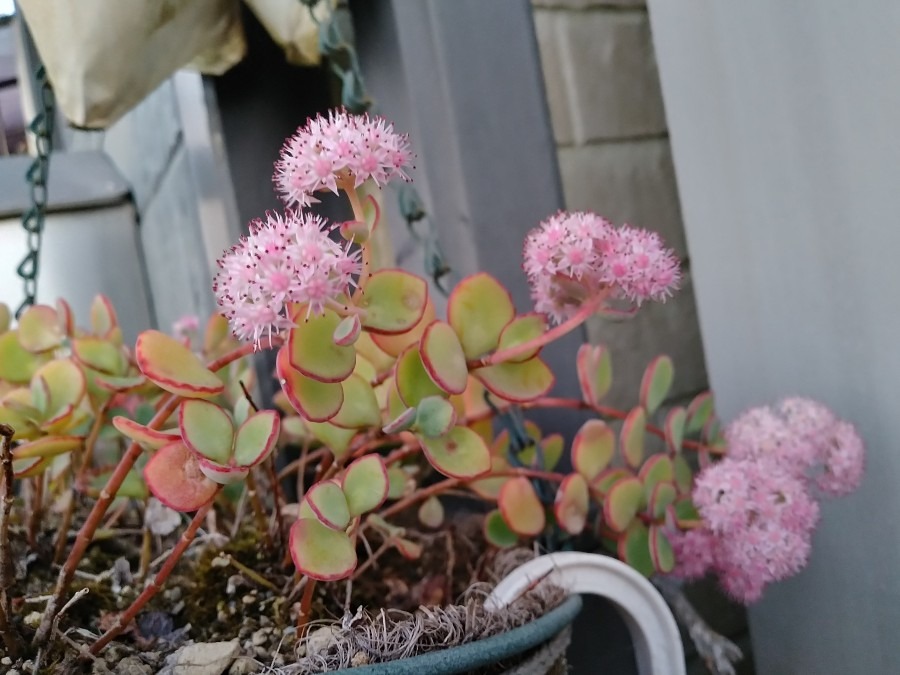 🌱多肉倶楽部🌵🤗　多肉植物のお花達🌼