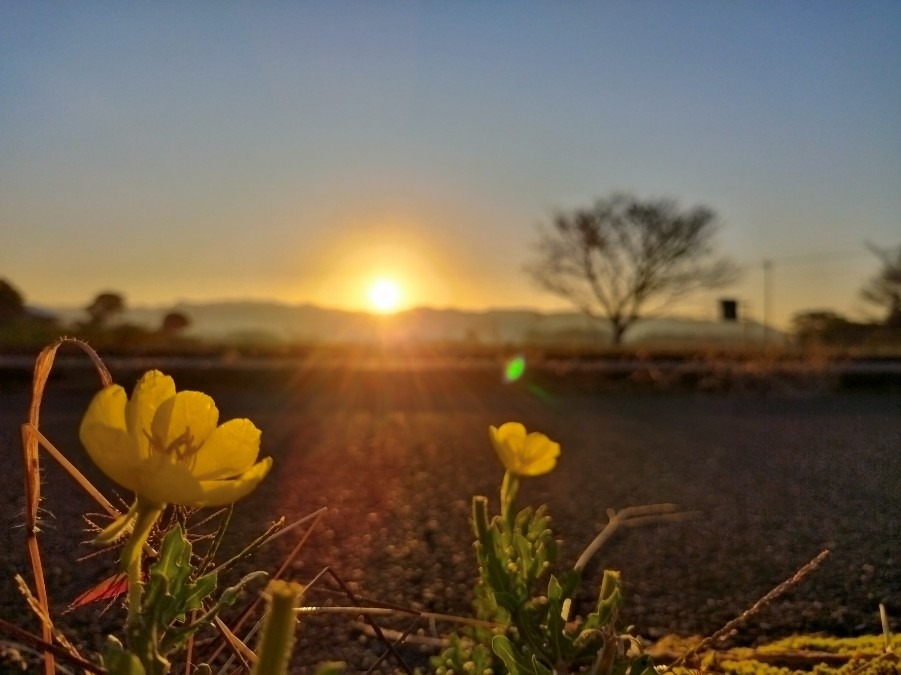 🌄朝陽を浴びて🌼✨😊