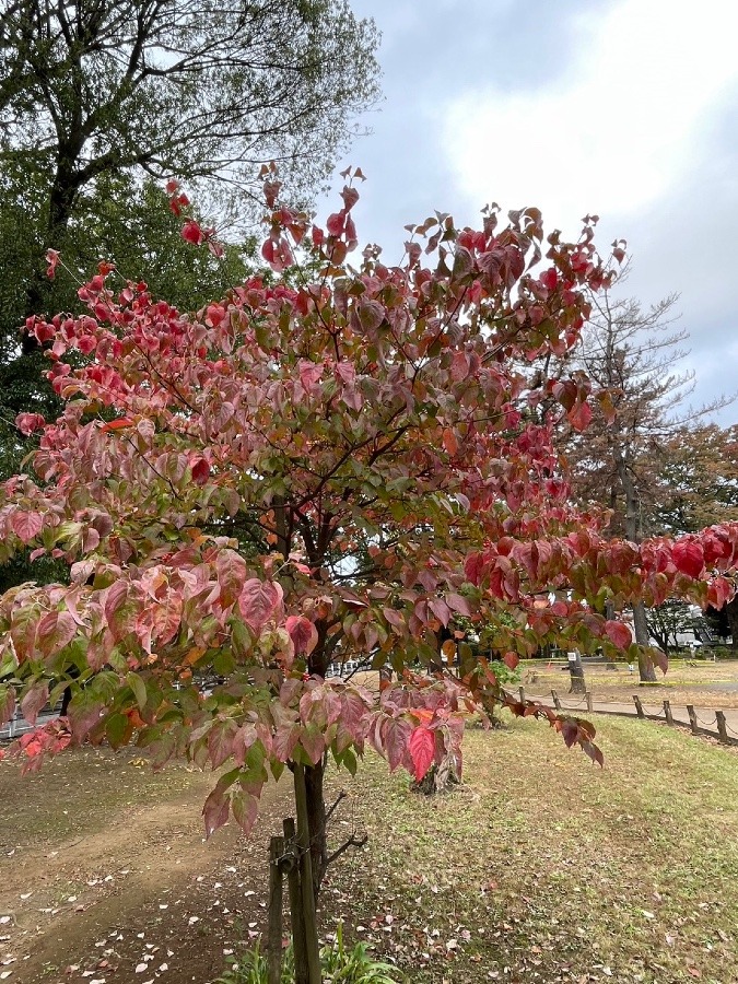 公園の中(＾ｰ^)