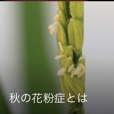 秋の花粉症について