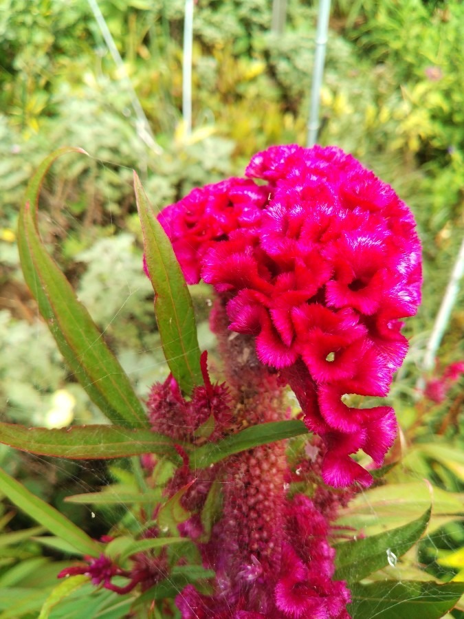 お花！