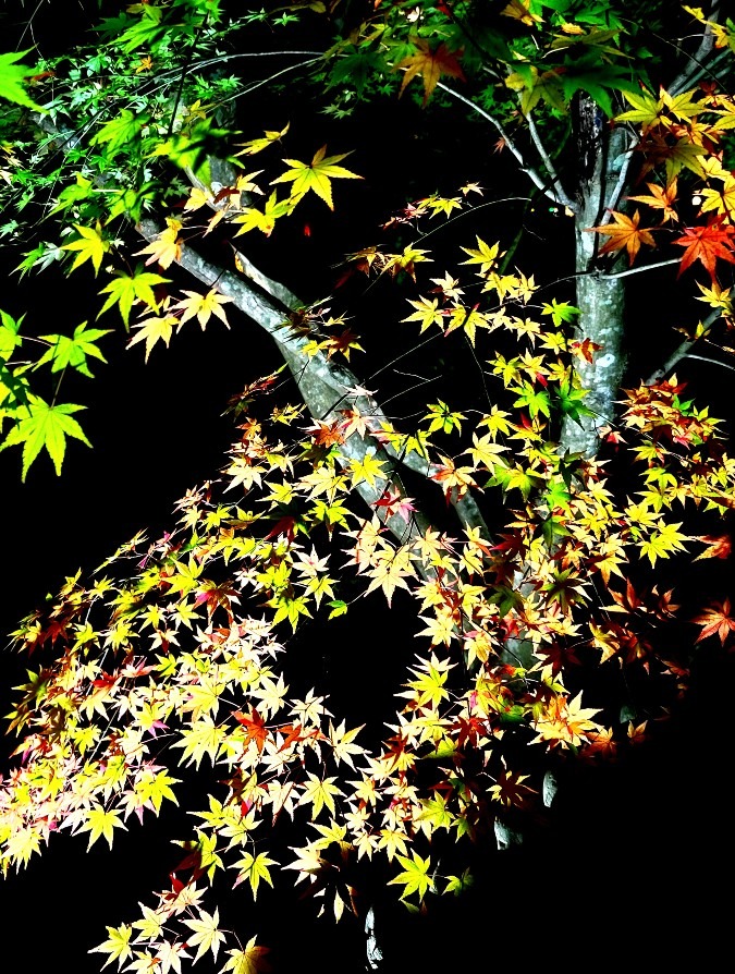 あの日の紅葉　法多山尊永寺