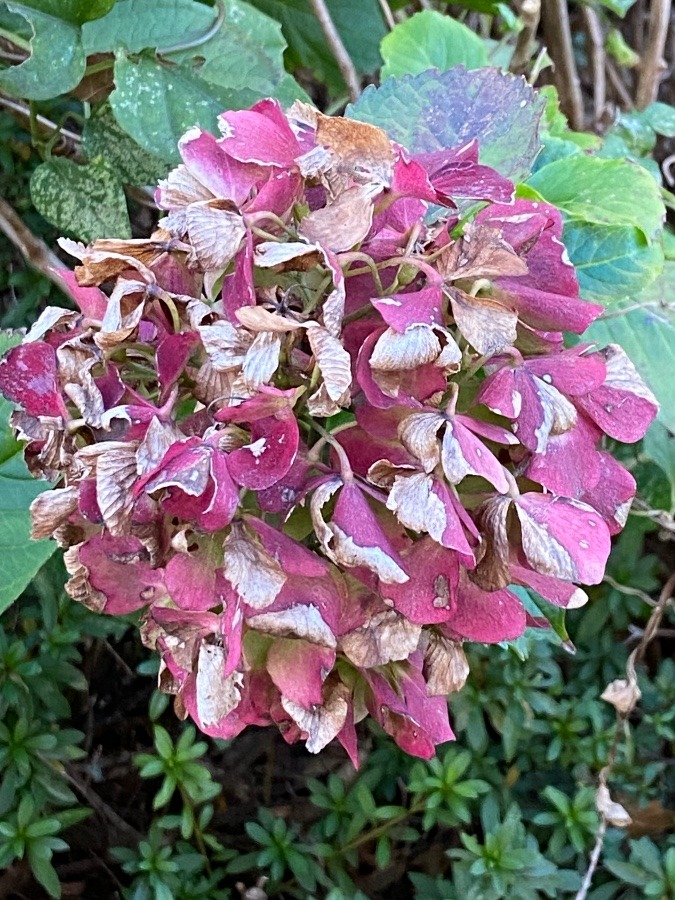 秋から冬になろうとする紫陽花の花