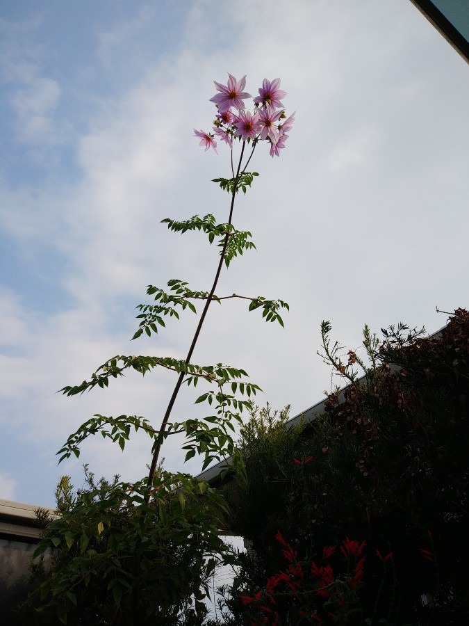 皇帝ダリアのお花😊