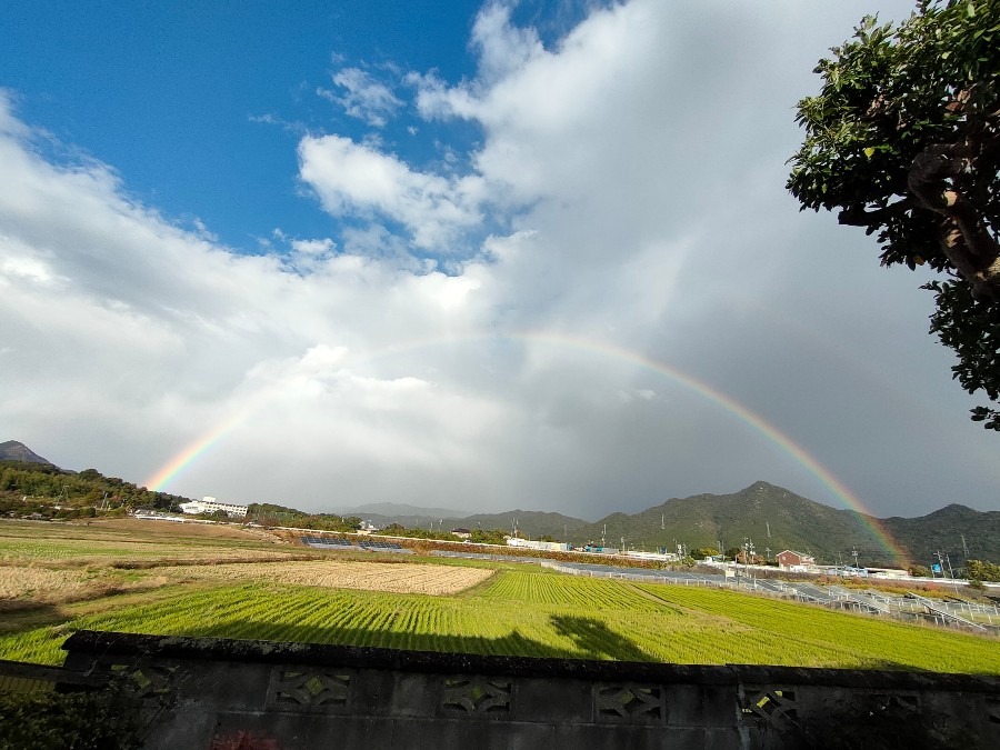 虹が出ると写真撮りたくなります