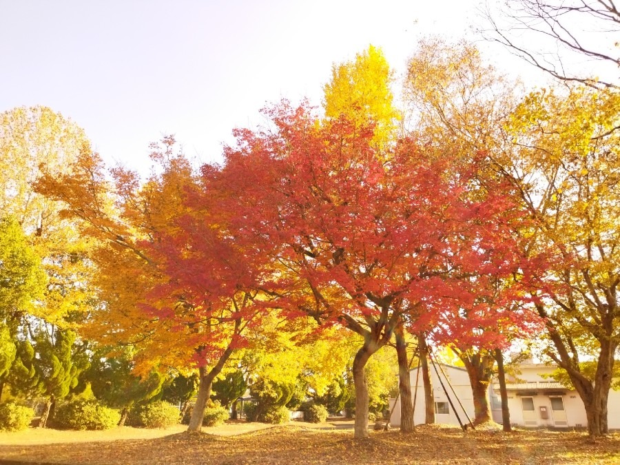 紅葉狩り🍁⑤