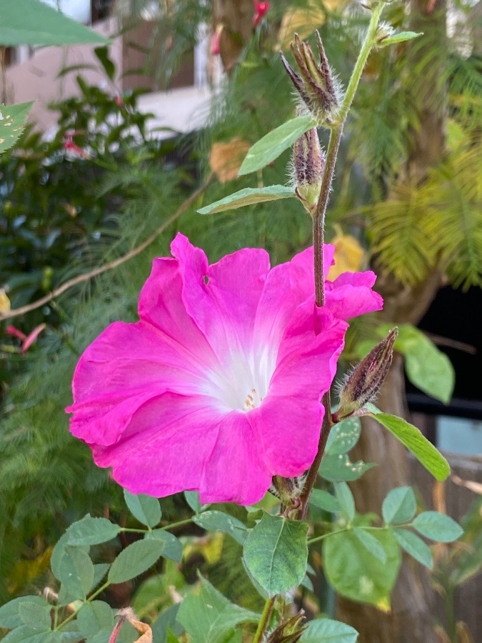 季節外れの朝顔の花を見たあとは、三泊四日の旅