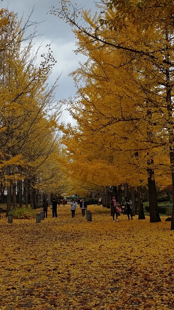 雨上がりの銀杏並木🍁