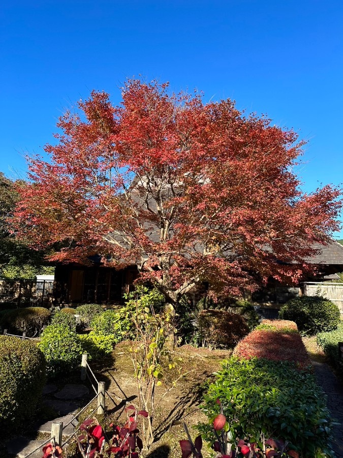 同僚が送って来てくれた紅葉