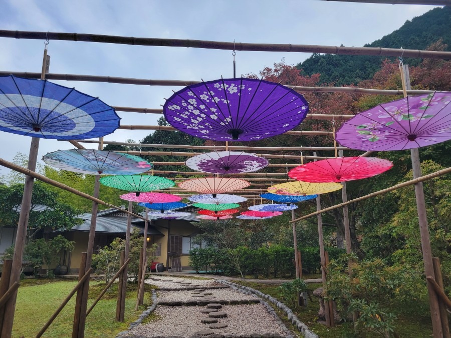 玉露の里で見た和傘