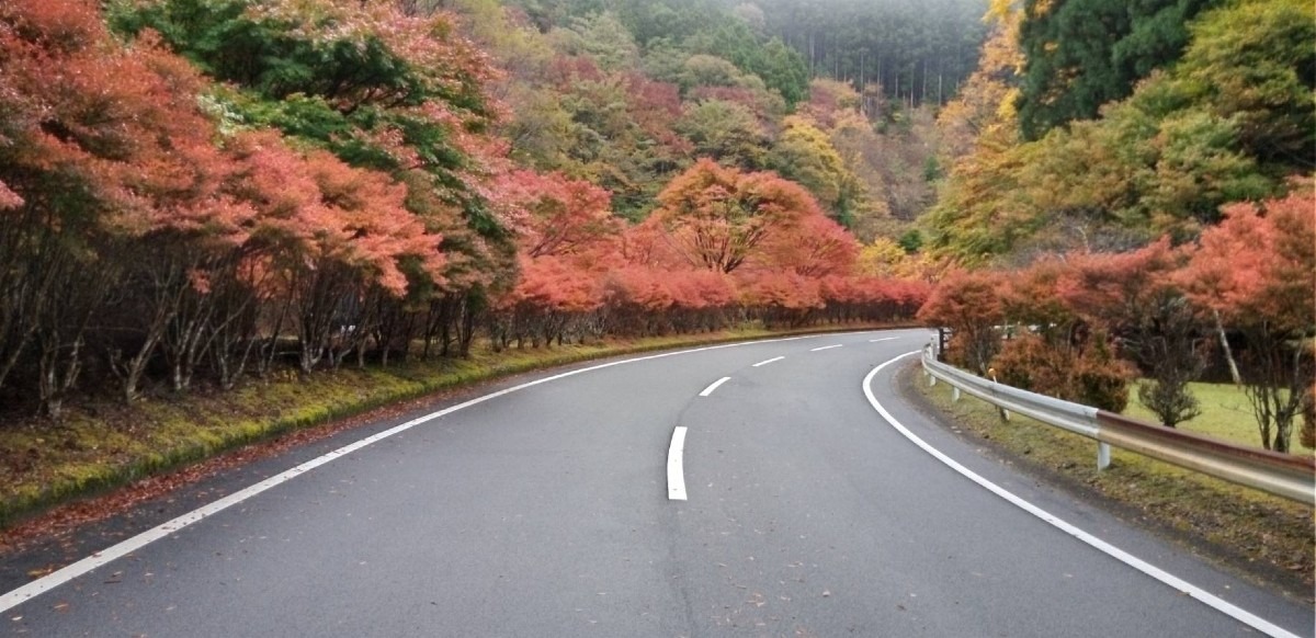 昨日の寸又峡温泉手前の道路脇