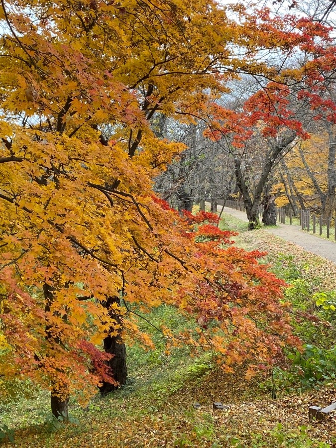 散歩道の紅葉🍁