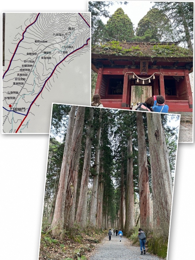 綺麗な杉並木戸隠神社への道
