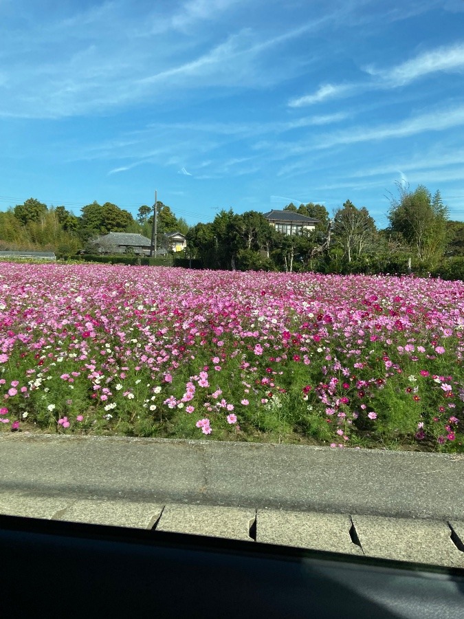 今朝の富士山はお休み　千葉県は八積駅近くの畑で咲くコスモス《あきざくら》の花たち