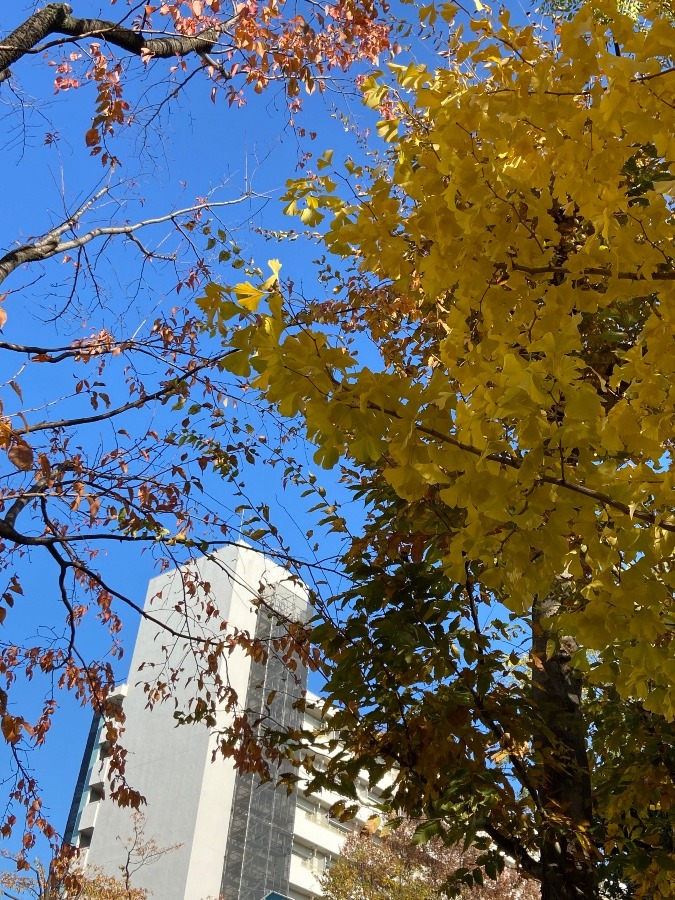 銀杏のきれいな黄色　秋色を見つけました　嬉しいな〜