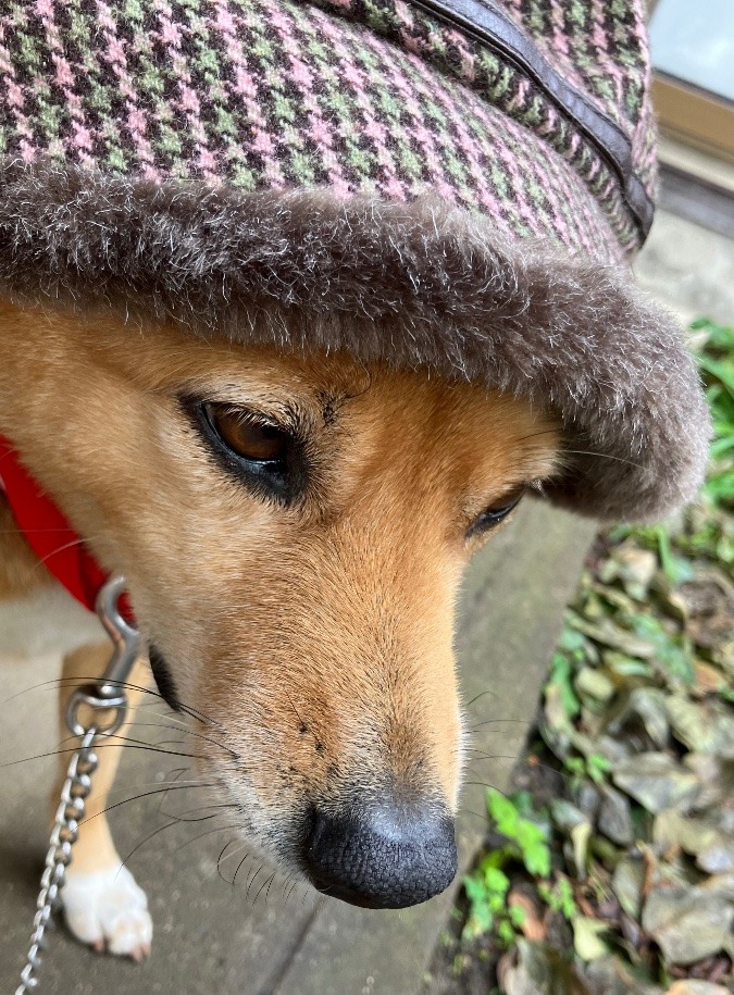 「愛玩動物飼養管理士」今日のまとめ