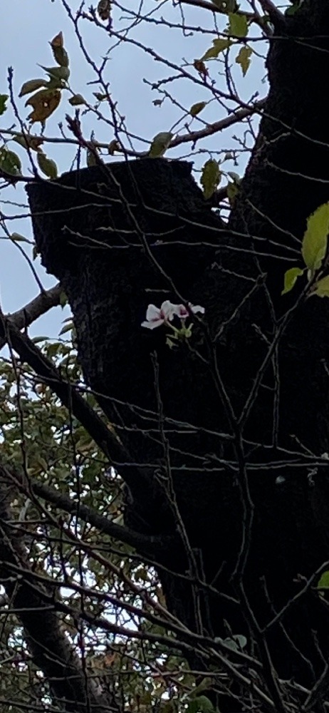驚きの桜🌸🌸🌸