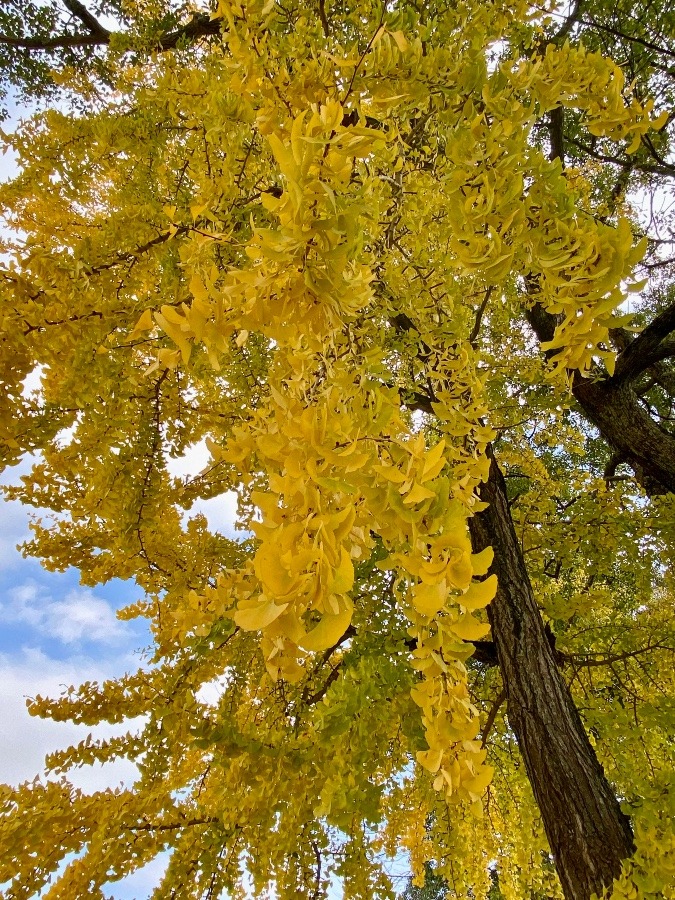 紅いドウダンツツジを見ながらわずか80m 今度は、鮮やかな黄色の銀杏