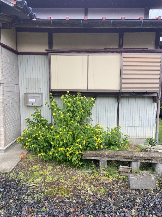 弟が植えたお花　しっかり咲いてます　二年目です