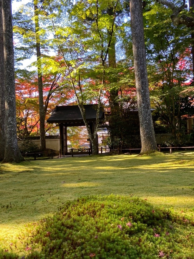 大原三千院のお庭には苔と大樹と少しの紅葉