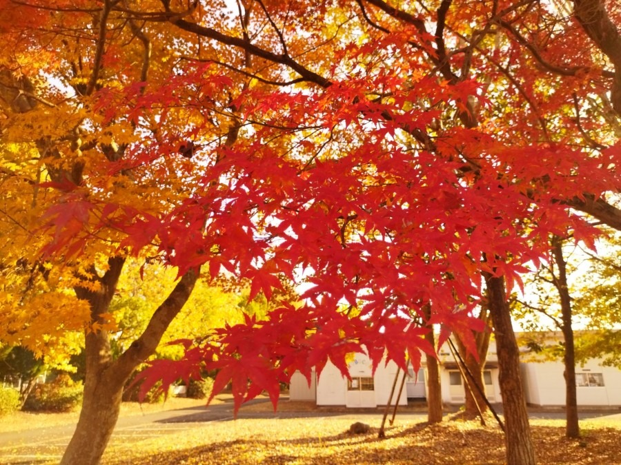 紅葉狩り🍁④