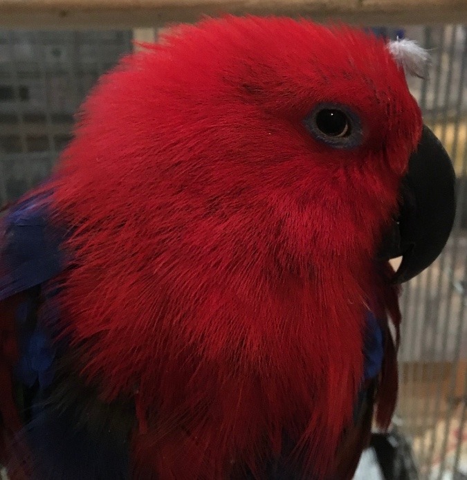 「愛玩動物飼養管理士」今日のまとめ