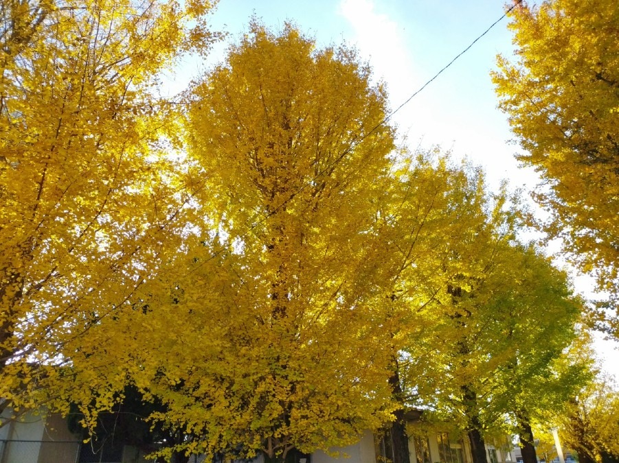 紅葉狩り🍁②