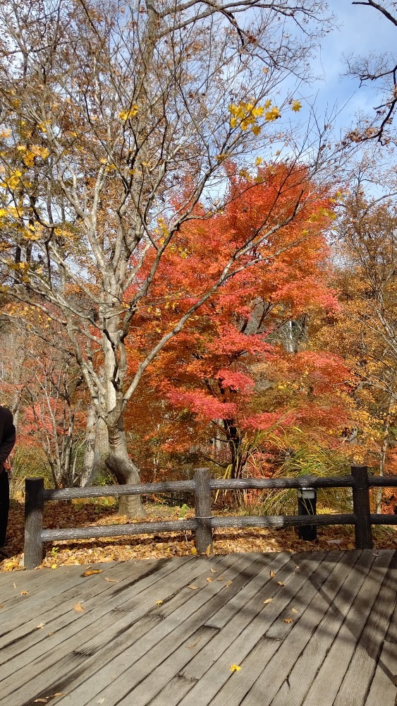 磊磊峡の紅葉🍁