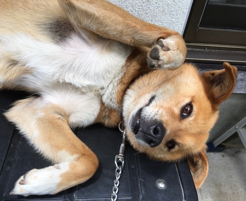 「愛玩動物飼養管理士」今日のまとめ