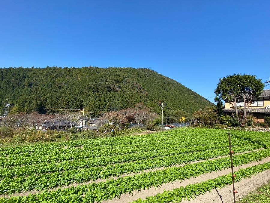 京都　大原三千院の参道に広がる菜の花畑