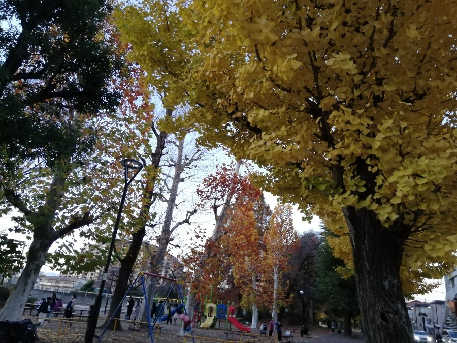 公園の紅葉
