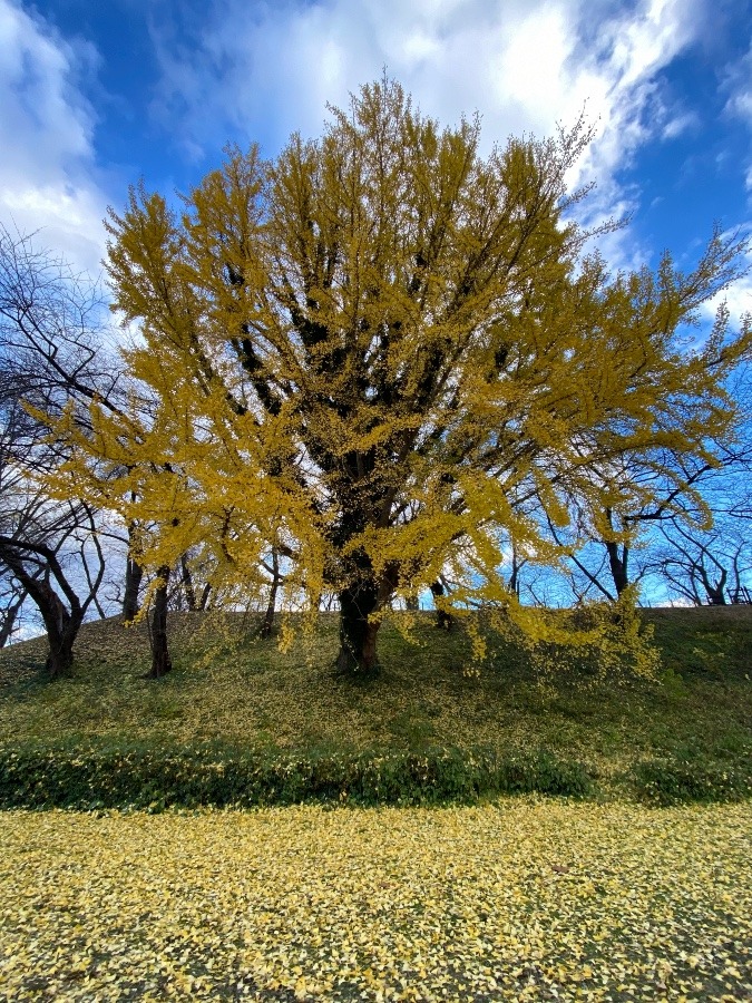 大銀杏🍁