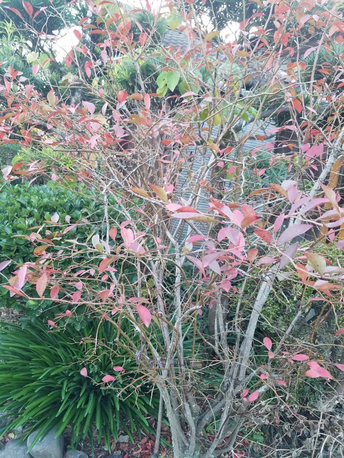 やっと🍁
