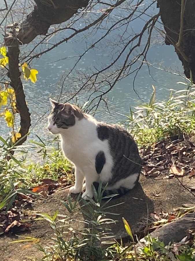 散歩コースの猫🐈