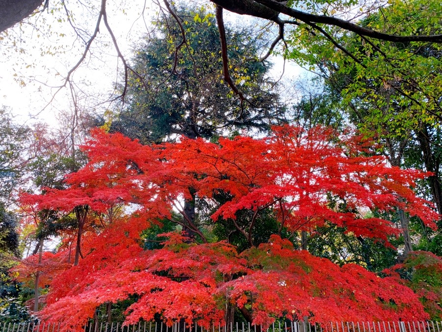 ☆東京の紅葉☆