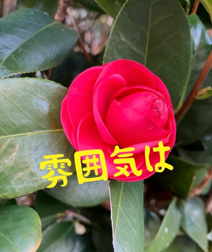 雰囲気は