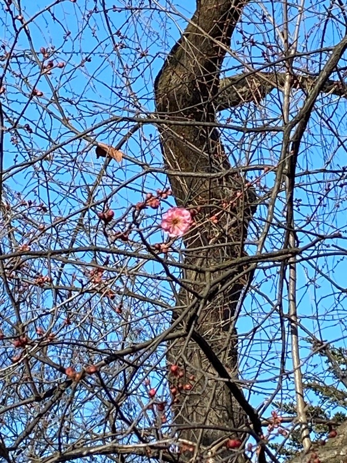 梅一輪🌸🌸🌸