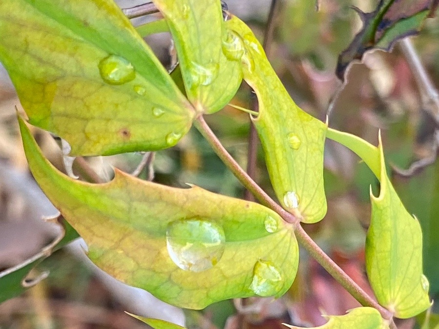 雨上がりっていろいろな自然が美しく見える