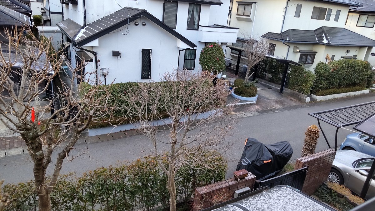 今朝の様子