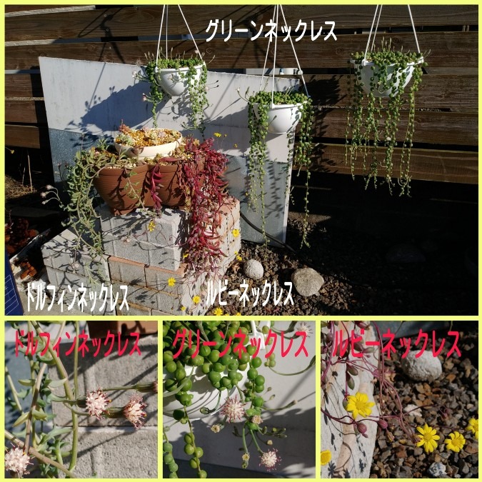 🌱多肉倶楽部🌵🤗　多肉植物のお花達🌼