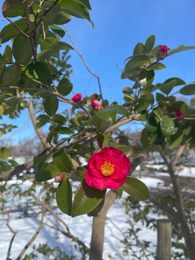 冬の花