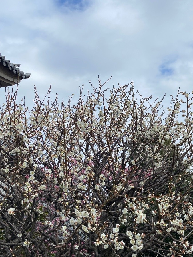 梅の花の美しさとすてきな香り