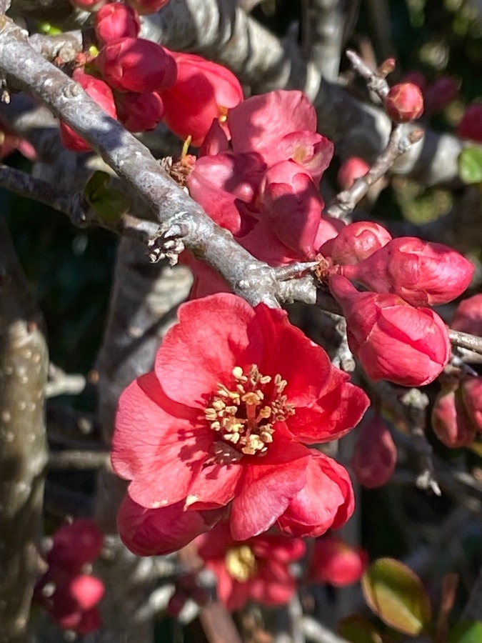 ぼけの花