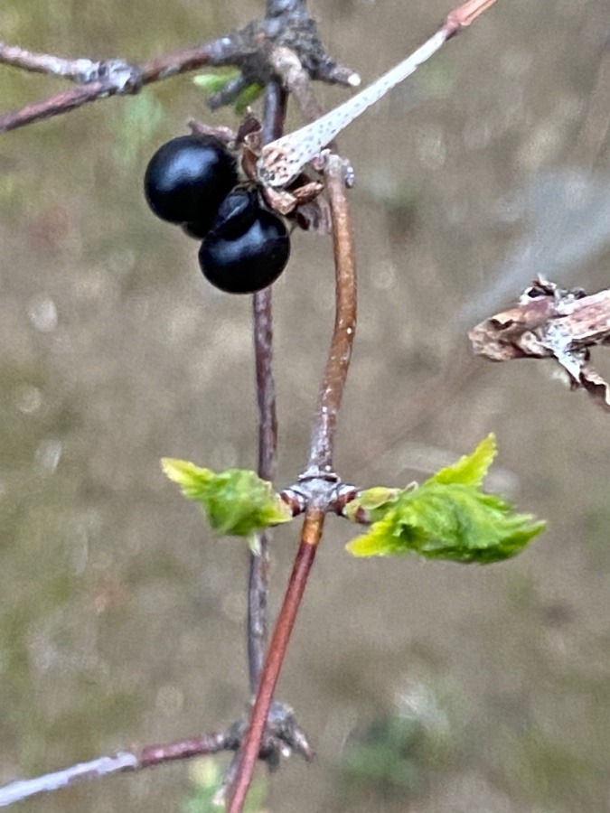 花と実　新芽と実の中の種