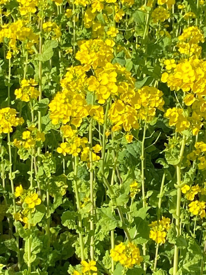 菜の花畑　目に鮮やかな菜の花いろ