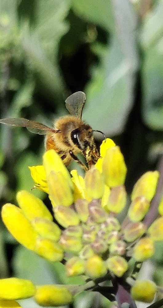 ミツバチさん、花粉集めに大忙し