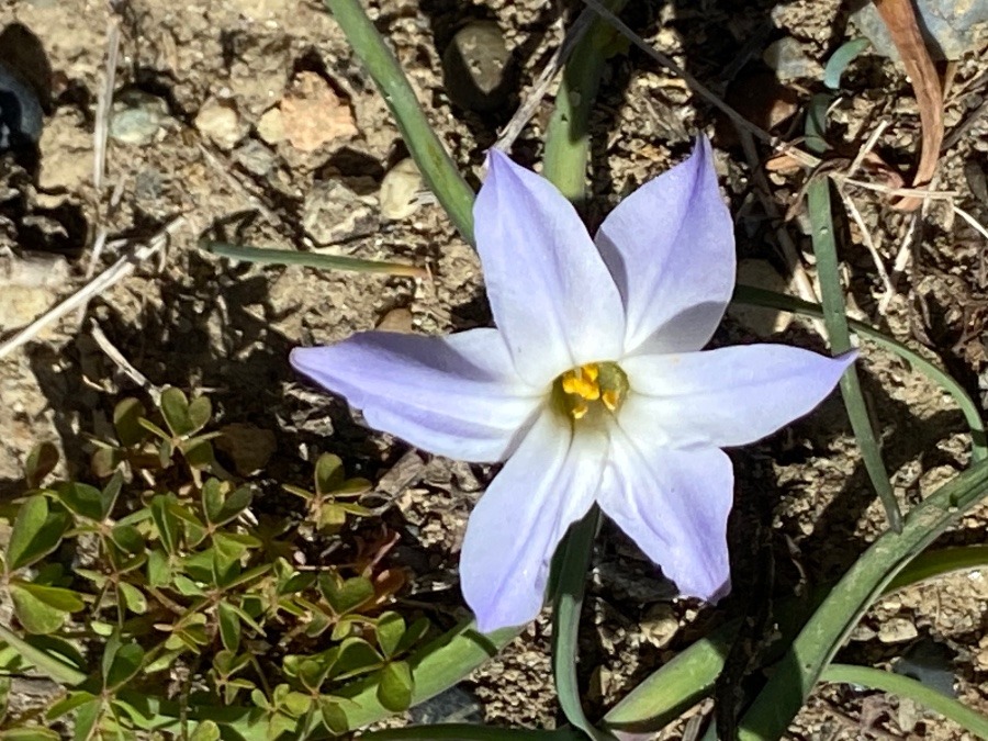 花　はな　花