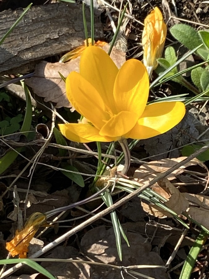 春の花　きいろが似合う