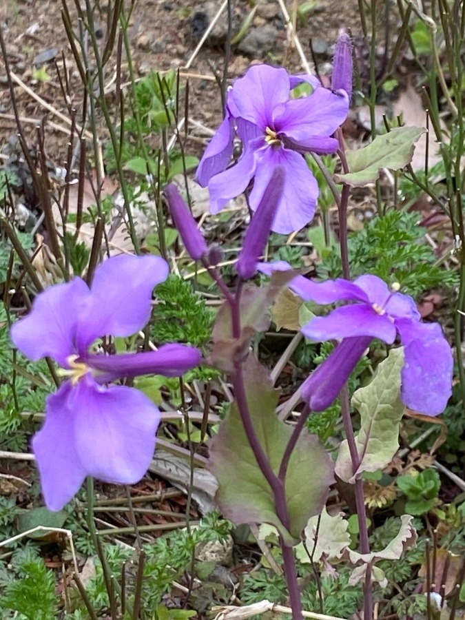 紫色の花