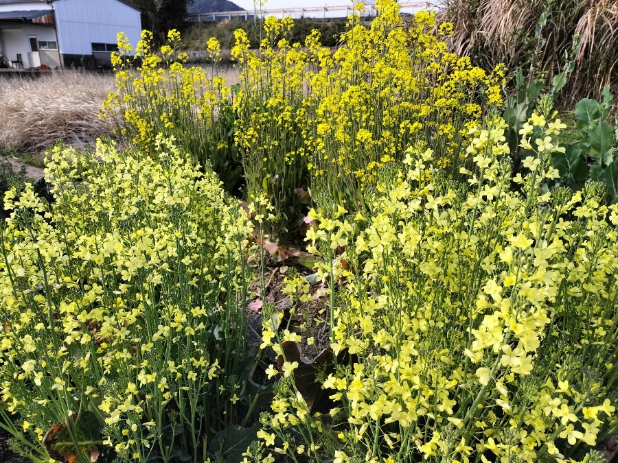 ハナッコリーとスティックセニョールが花盛り